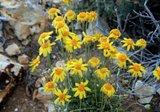 Grand Canyon 2008